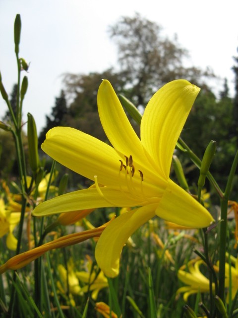 orto botanico (padova)